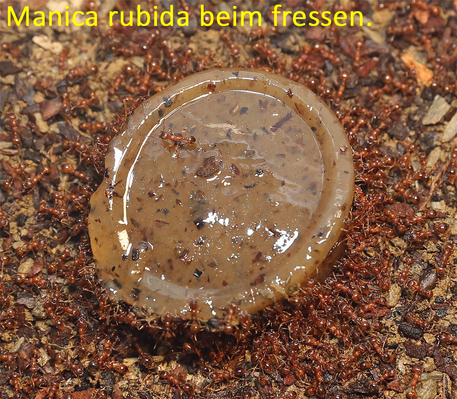Ameisen Jelly - Ameisenfutter