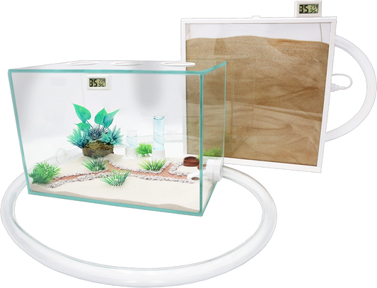 Ameisenkomplettset XXL-D 2x Ameisenfarm S7 + Ameise