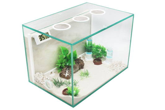 Ameisenkomplettset D + Interne Ameisenfarm G1+ Ameisen nach Wahl