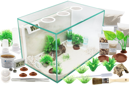 Ameisenkomplettset D + Interne Ameisenfarm G1+ Ameisen nach Wahl