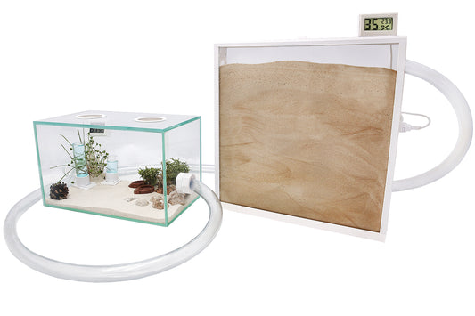 Ameisenkomplettset XL-N Ameisenfarm S7 + Ameisen