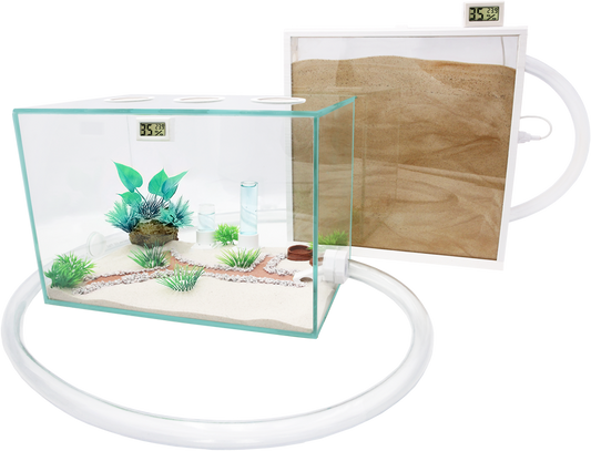 Ameisenkomplettset XXL-D Ameisenfarm S7 + Ameisen