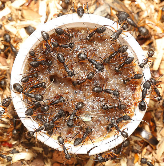 Ameisen Jelly - Ameisenfutter